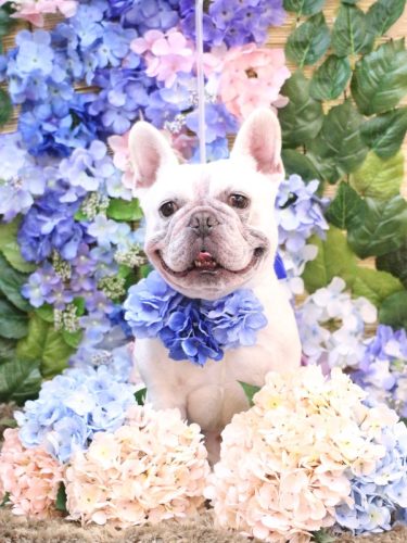 20250611ブーくん